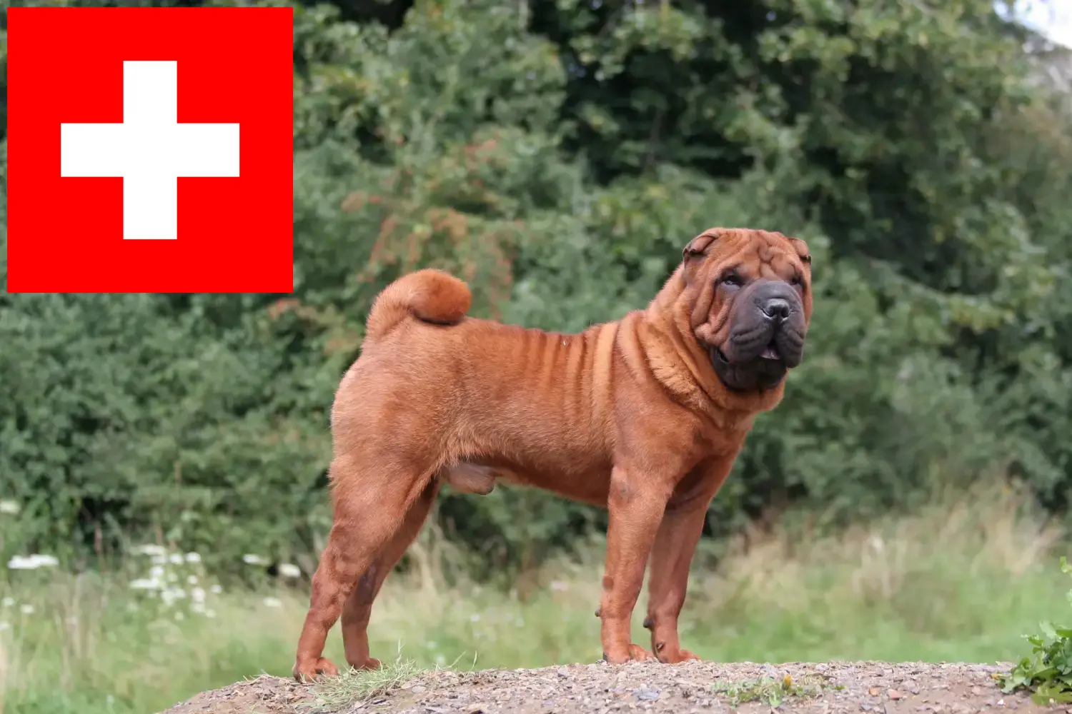 Read more about the article Shar Pei tenyésztők és kölykök Svájcban