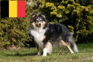 Read more about the article Sheltie tenyésztők és kölykök Belgiumban