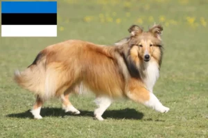 Read more about the article Sheltie tenyésztők és kiskutyák Észtországban