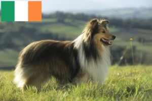 Read more about the article Sheltie tenyésztők és kiskutyák Írországban