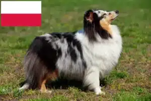 Read more about the article Sheltie tenyésztők és kölykök Lengyelországban