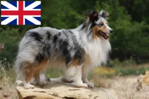 Read more about the article Sheltie tenyésztők és kölykök Nagy-Britanniában