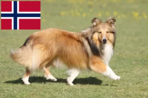 Read more about the article Sheltie tenyésztők és kölykök Norvégiában