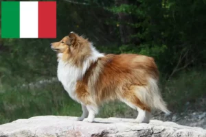 Read more about the article Sheltie tenyésztők és kölykök Olaszországban