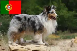 Read more about the article Sheltie tenyésztők és kölykök Portugáliában