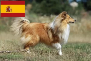 Read more about the article Sheltie tenyésztők és kölykök Spanyolországban