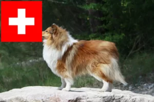 Read more about the article Sheltie tenyésztők és kölykök Svájcban