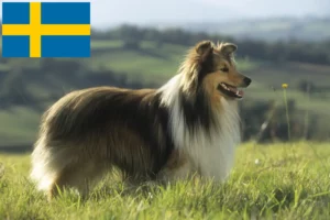 Read more about the article Sheltie tenyésztők és kölykök Svédországban