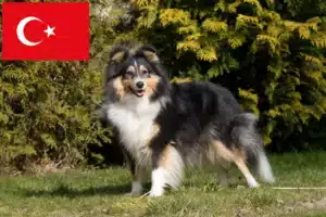 Read more about the article Sheltie tenyésztők és kölykök Törökországban