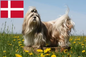 Read more about the article Shih Tzu tenyésztők és kiskutyák Dánia területén