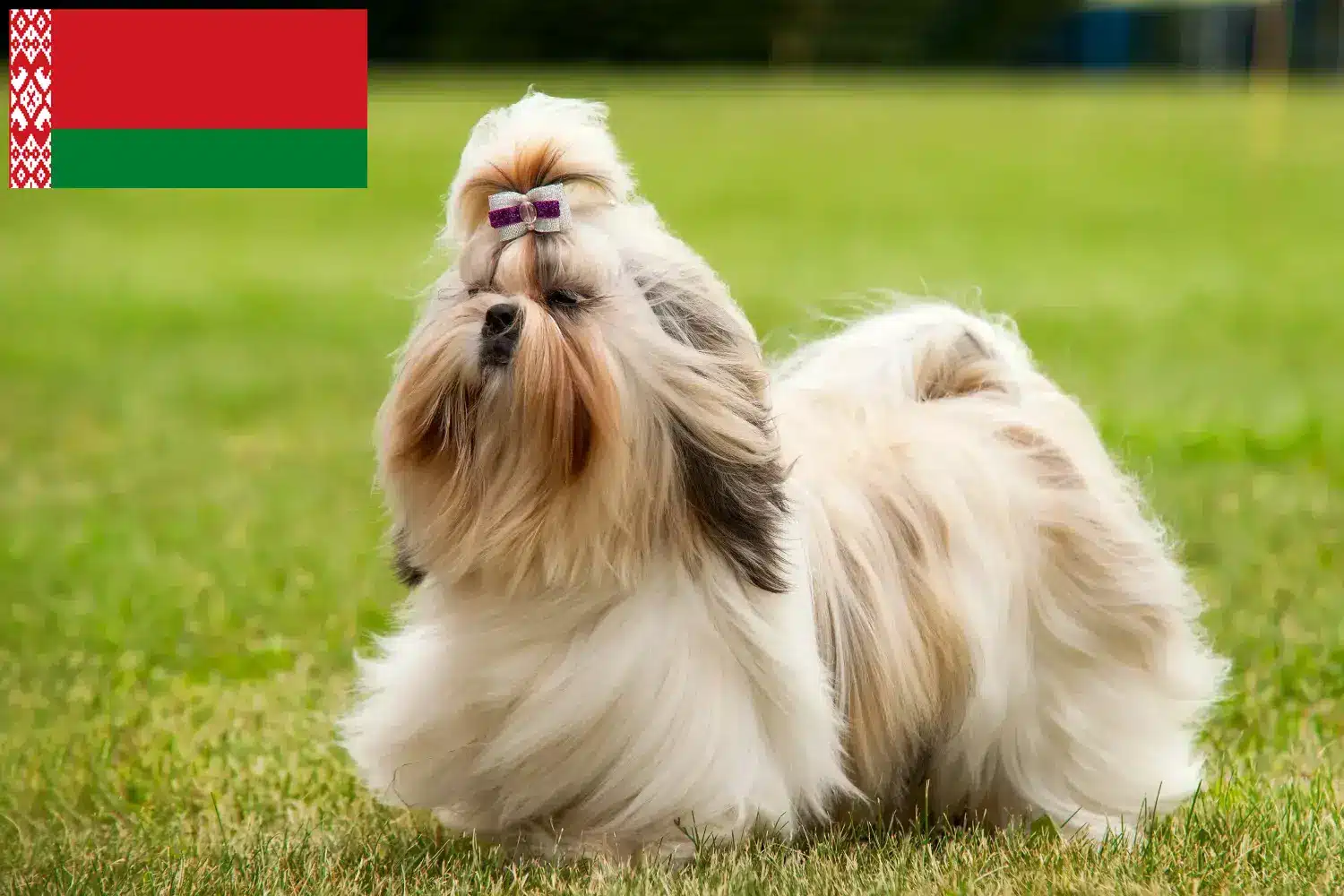 Read more about the article Shih Tzu tenyésztők és kiskutyák Fehéroroszországban