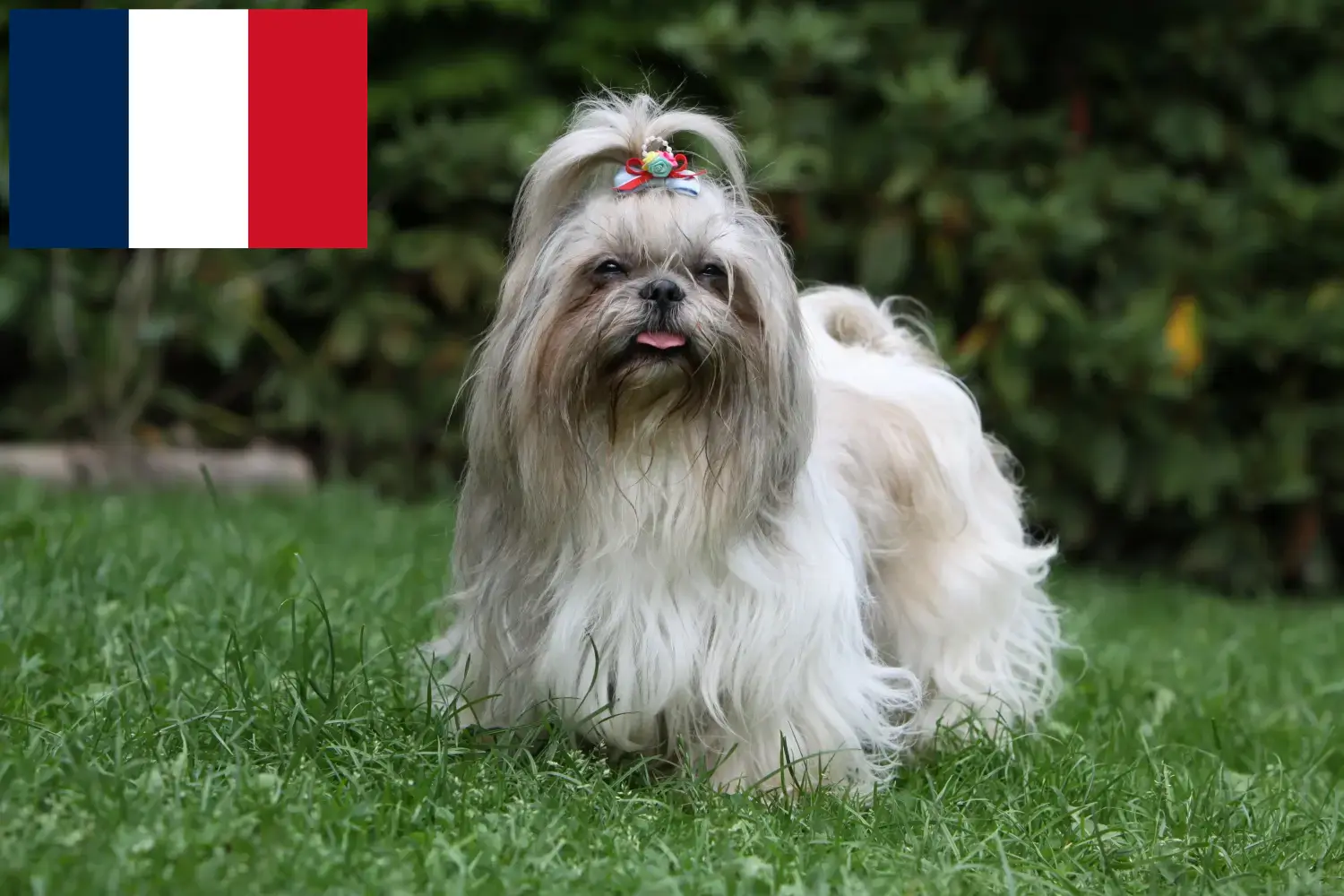 Read more about the article Shih Tzu tenyésztők és kölykök Franciaországban