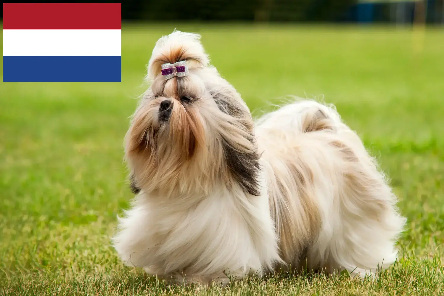 Read more about the article Shih Tzu tenyésztők és kölykök Hollandiában