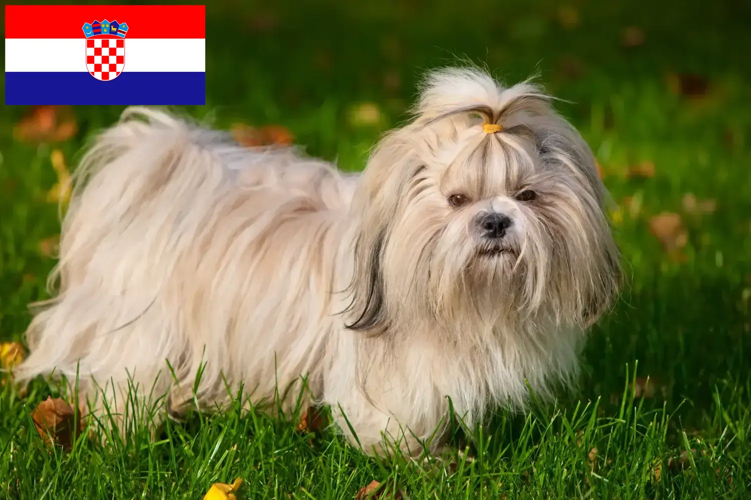 Read more about the article Shih Tzu tenyésztők és kiskutyák Horvátországban