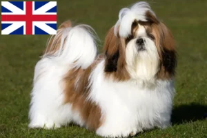 Read more about the article Shih Tzu tenyésztők és kiskutyák Nagy-Britanniában