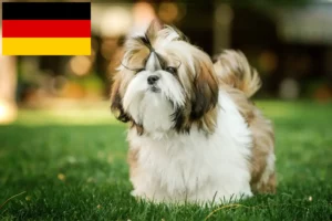 Read more about the article Shih Tzu tenyésztők és kiskutyák Németországban