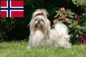 Read more about the article Shih Tzu tenyésztők és kiskutyák Norvégiában