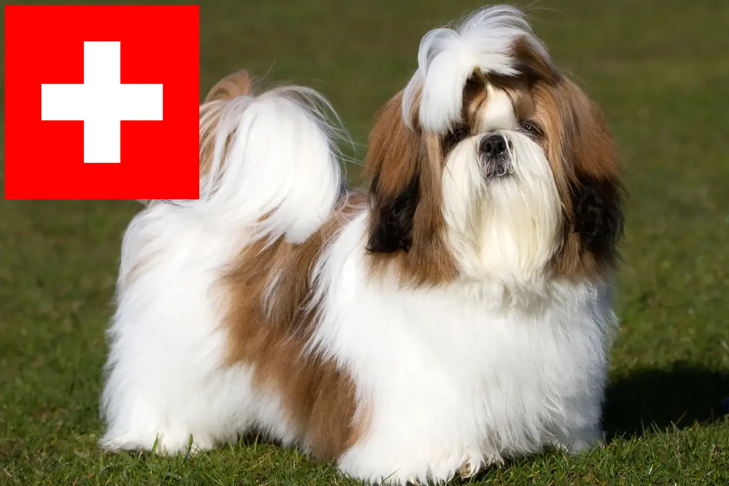 Read more about the article Shih Tzu tenyésztők és kiskutyák Svájcban