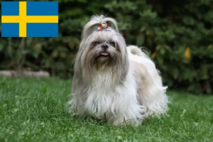 Read more about the article Shih Tzu tenyésztők és kölykök Svédországban