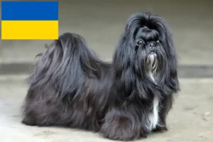 Read more about the article Shih Tzu tenyésztők és kölykök Ukrajnában