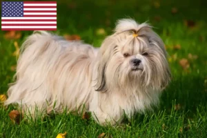 Read more about the article Shih Tzu tenyésztők és kölykök az USA-ban