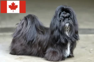 Read more about the article Shih Tzu tenyésztők és kölykök Kanadában