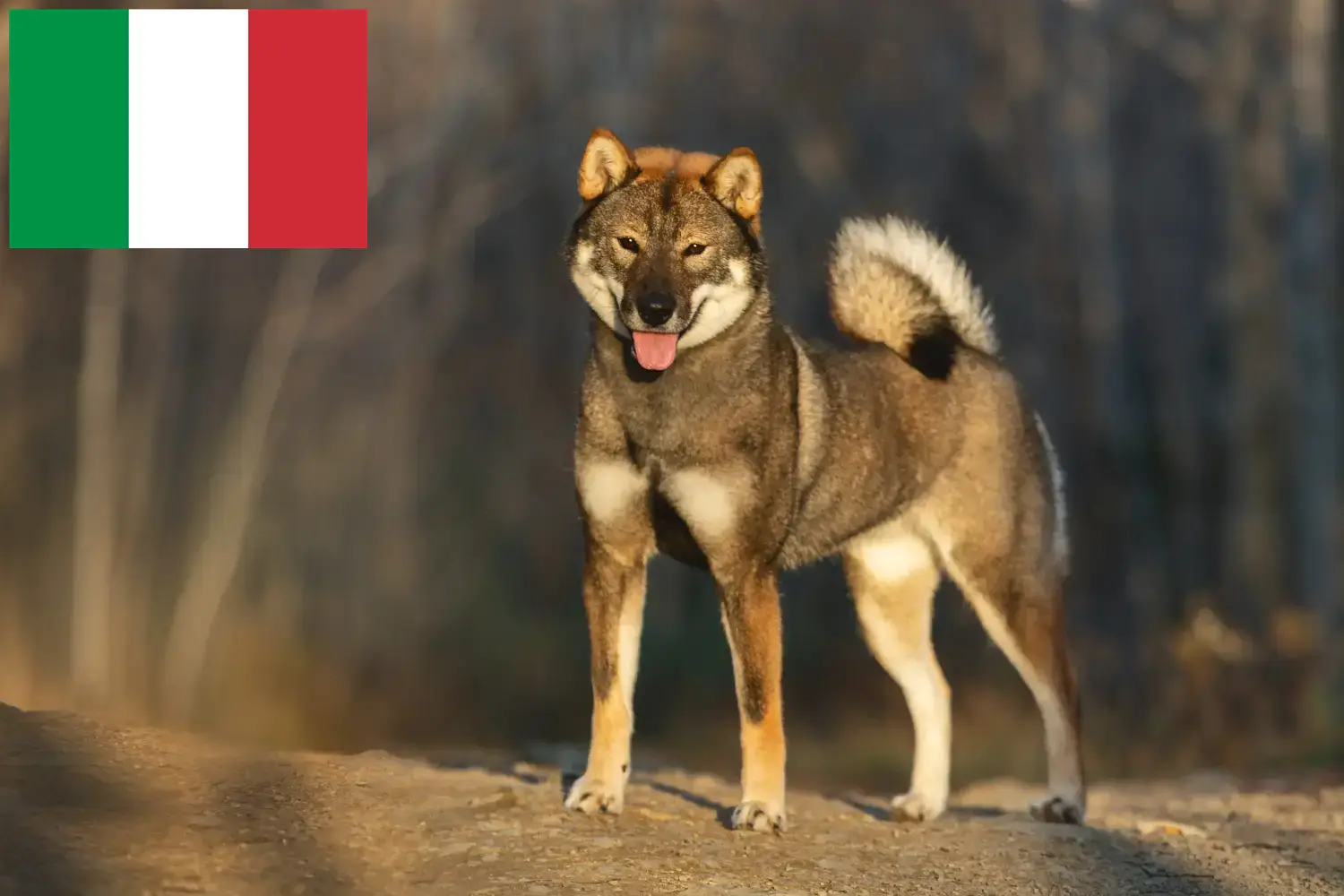 Read more about the article Shikoku tenyésztők és kiskutyák Olaszországban