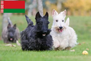 Read more about the article Skót terrier tenyésztők és kölykök Fehéroroszországban