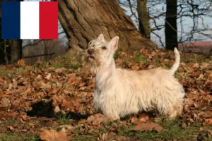 Read more about the article Skót terrier tenyésztők és kölykök Franciaországban