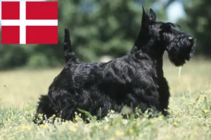 Read more about the article Skót terrier tenyésztők és kölykök Dániában