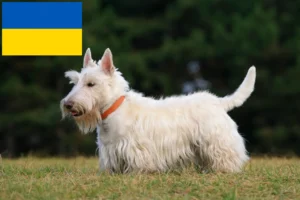 Read more about the article Skót terrier tenyésztők és kölykök Ukrajnában