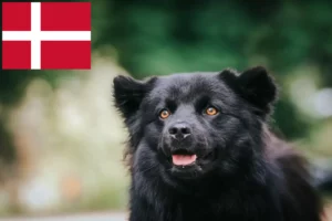 Read more about the article Svéd Lapphund tenyésztők és kölykök Dániában