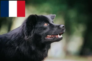 Read more about the article Svéd Lapphund tenyésztők és kölykök Franciaországban