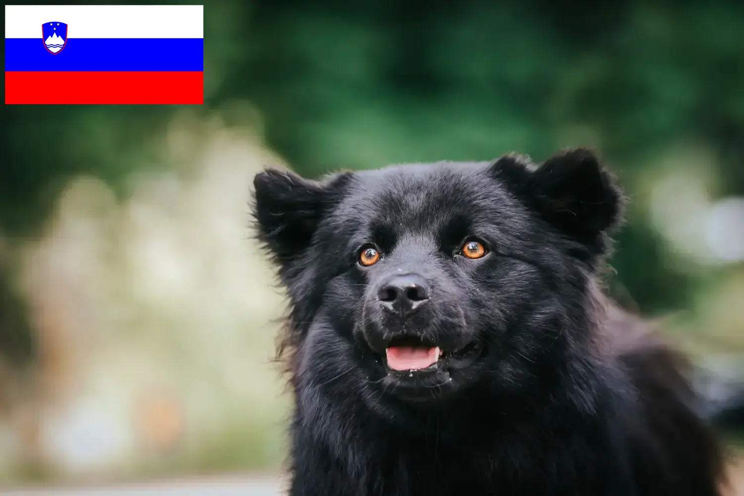 Read more about the article Svéd Lapphund tenyésztők és kölykök Szlovéniában