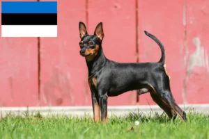 Read more about the article Miniatűr pinscher tenyésztők és kiskutyák Észtországban