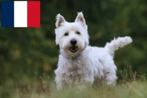 Read more about the article Westie tenyésztők és kölykök Franciaországban