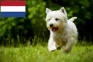 Read more about the article Westie tenyésztők és kiskutyák Hollandiában