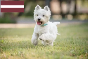 Read more about the article Westie tenyésztők és kölykök Lettországban