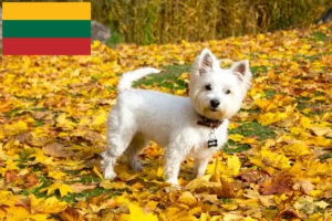 Read more about the article Westie tenyésztők és kiskutyák Litvániában