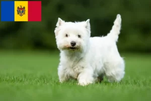 Read more about the article Westie tenyésztők és kiskutyák Moldova Köztársaság-ban