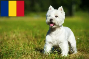 Read more about the article Westie tenyésztők és kiskutyák Romániában