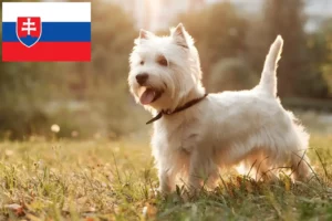 Read more about the article Westie tenyésztők és kiskutyák Szlovákiában