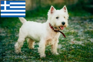 Read more about the article Westie tenyésztők és kiskutyák Görögországban