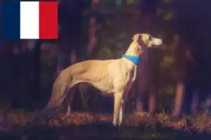 Read more about the article Whippet tenyésztők és kölykök Franciaországban