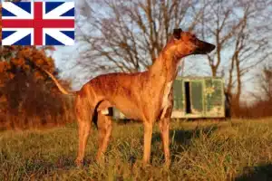 Read more about the article Whippet tenyésztők és kölykök Nagy-Britanniában