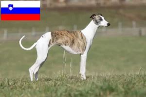 Read more about the article Whippet tenyésztők és kölykök Szlovéniában