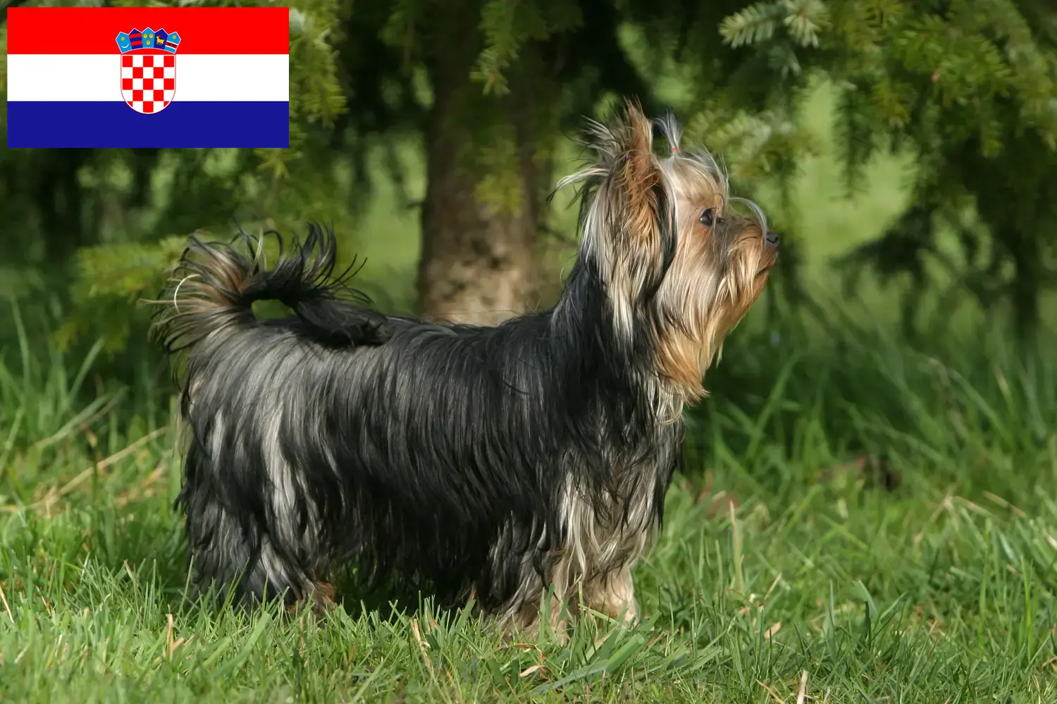 Read more about the article Yorkshire terrier tenyésztők és kölykök Horvátországban