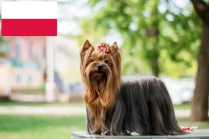 Read more about the article Yorkshire terrier tenyésztők és kölykök Lengyelországban