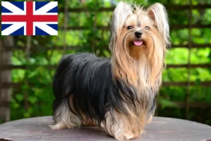 Read more about the article Yorkshire terrier tenyésztők és kölykök Nagy-Britanniában