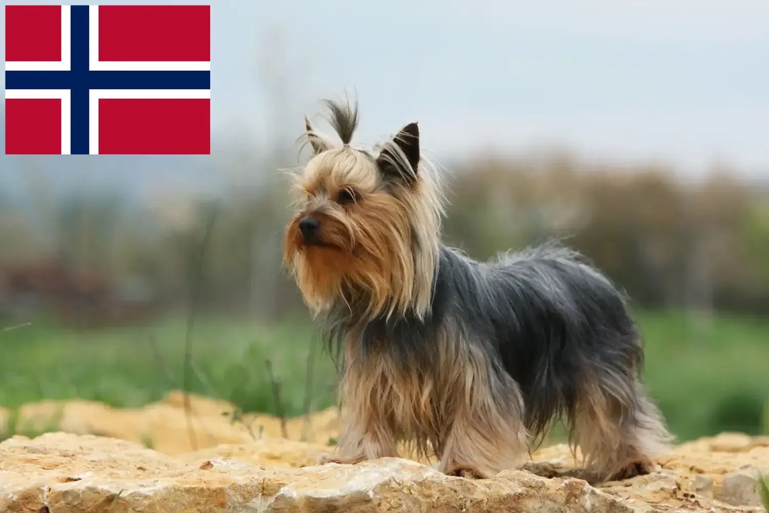 Read more about the article Yorkshire terrier tenyésztők és kölykök Norvégiában